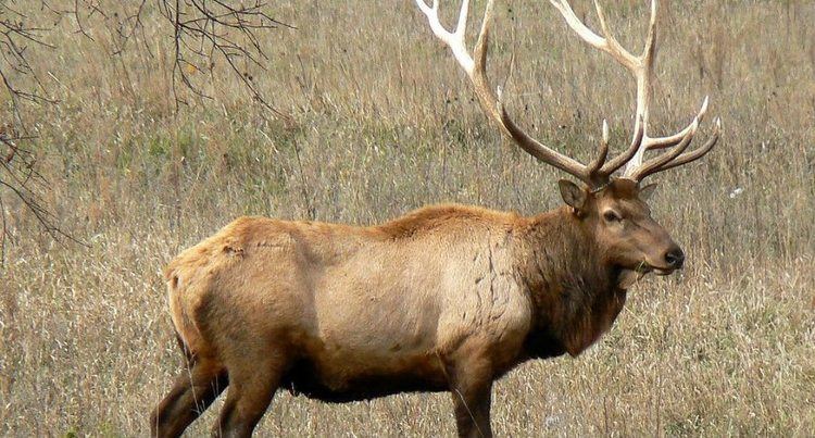 Eastern elk - Alchetron, The Free Social Encyclopedia