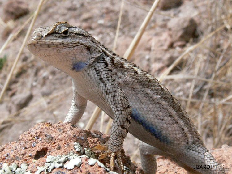 Eastern fence lizard Eastern Fence Lizard Lizard Types