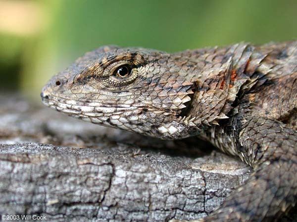 Eastern fence lizard Eastern Fence Lizard Sceloporus undulatus