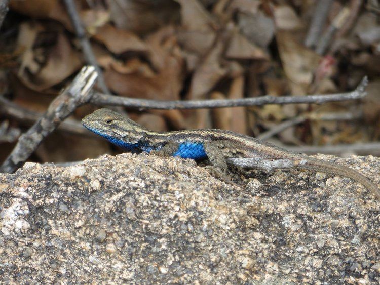 Eastern fence lizard guardianlvcomwpcontentuploads201311Eastern