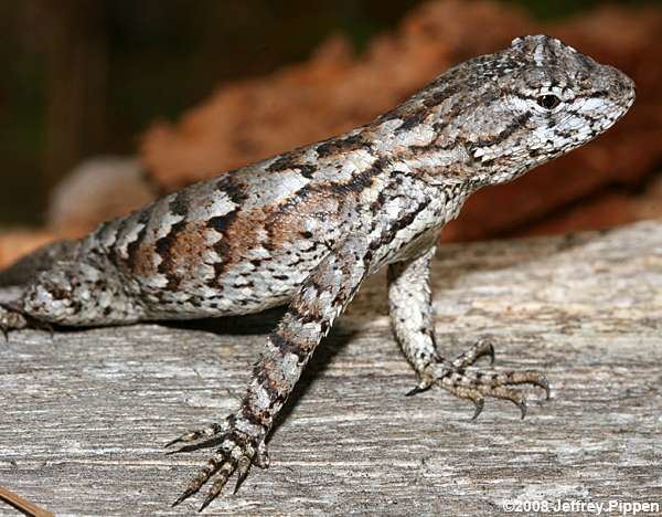 Eastern fence lizard efencelizard0806144800sglzjpg