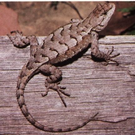 Eastern fence lizard Eastern Fence Lizard