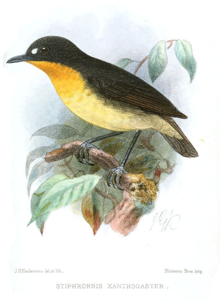 Eastern forest robin