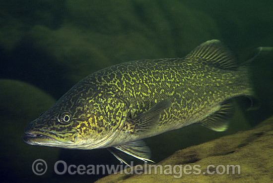 Eastern freshwater cod Eastern Freshwater Cod Images amp Photos