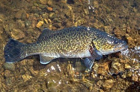 Eastern freshwater cod Priorities Action Statement Actions for Eastern Freshwater Cod
