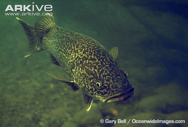 Eastern freshwater cod Eastern freshwater cod photo Maccullochella ikei G119348 ARKive