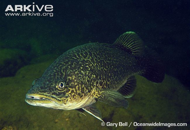 Eastern freshwater cod Eastern freshwater cod photo Maccullochella ikei G119350 ARKive