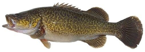 Eastern freshwater cod Eastern freshwater cod