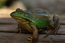 Eastern golden frog httpsuploadwikimediaorgwikipediacommonsthu