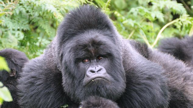 Eastern gorilla Eastern gorillas listed as one step from extinction Daily Mail Online