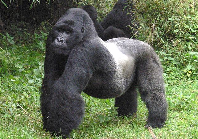 Eastern gorilla Eastern Gorilla Species Now RedListed As 39Critically Endangered