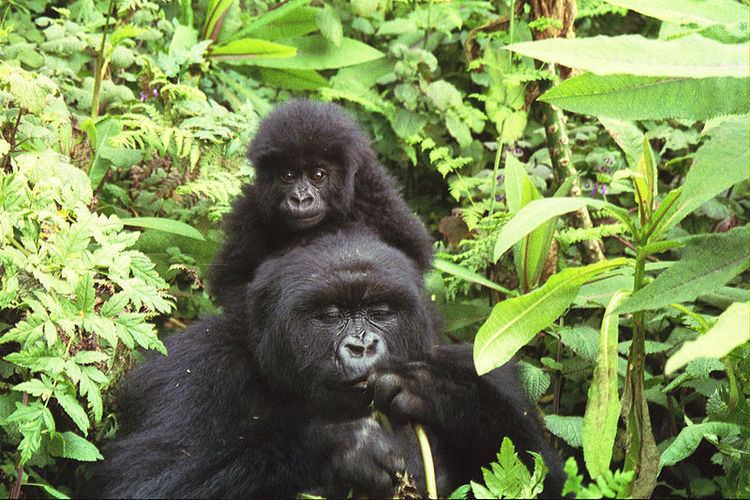 Eastern gorilla Eastern Gorilla Gorilla Berengei Animals AZ Animals