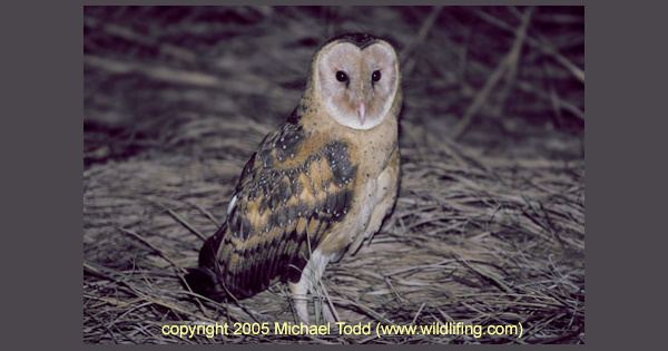 Eastern grass owl Eastern Grass Owl Tyto longimembris Information Pictures The