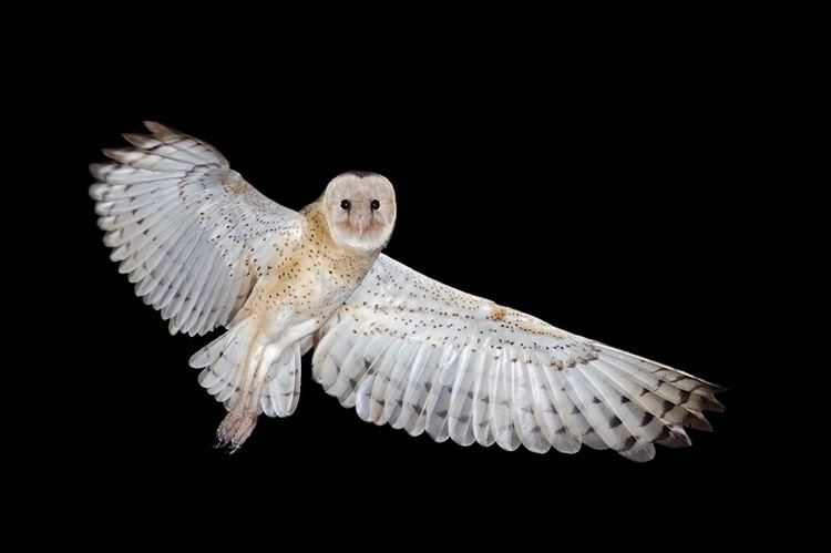 Eastern grass owl - Alchetron, The Free Social Encyclopedia