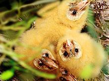 Eastern grass owl httpsuploadwikimediaorgwikipediacommonsthu