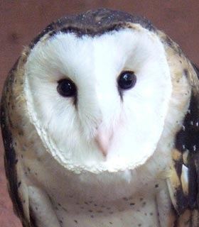 Eastern grass owl Eastern Grass Owl BirdLife Australia