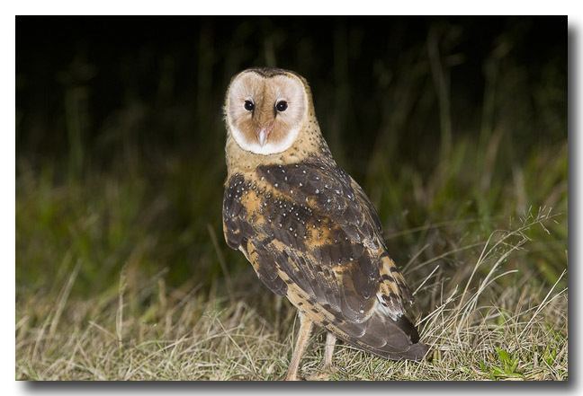 Eastern grass owl Eastern Grass Owl Lochman Transparencies