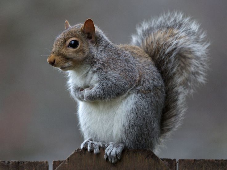 Eastern gray squirrel 1000 ideas about Eastern Gray Squirrel on Pinterest Squirrels