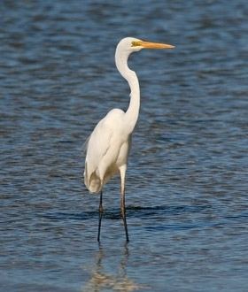 Eastern great egret Eastern Great Egret BirdLife Australia