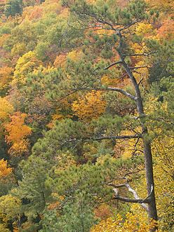 Eastern Great Lakes lowland forests httpsuploadwikimediaorgwikipediacommonsthu