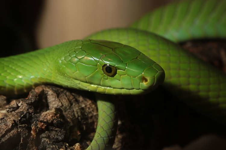 Eastern green mamba eastern green mamba Google Search South African Venomous Snakes