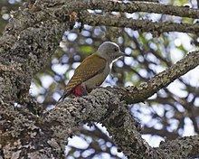 Eastern grey woodpecker httpsuploadwikimediaorgwikipediacommonsthu