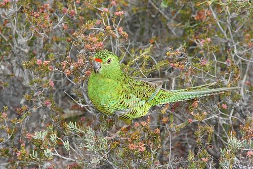 Eastern ground parrot Western ground parrot Wikipedia