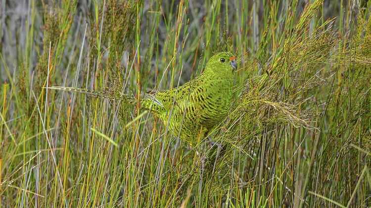 Eastern ground parrot Endangered ground parrot hidden among the grasses Australian