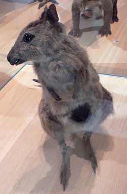Eastern hare-wallaby httpsuploadwikimediaorgwikipediacommonsthu