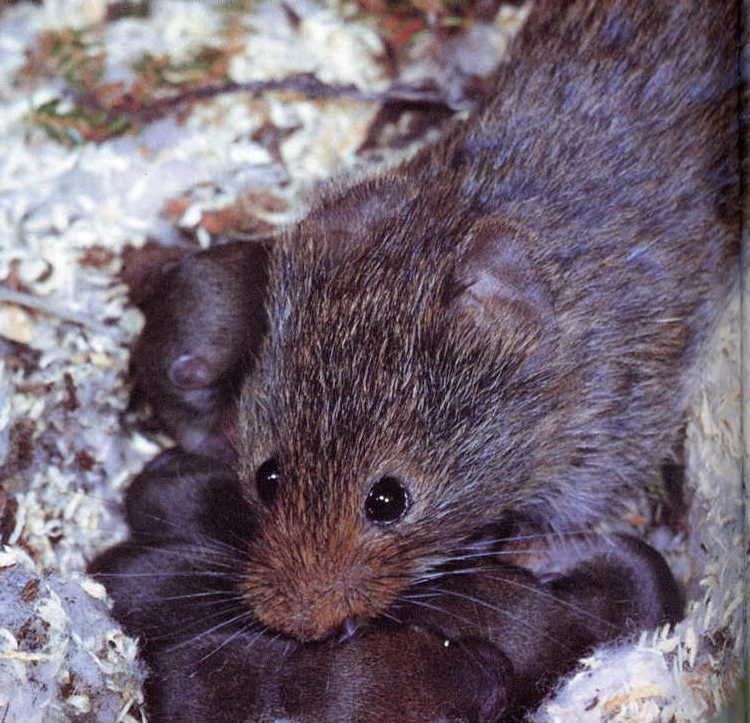 Eastern heather vole wwwplanetmammiferesorgPhotosRongeurMyomoArv