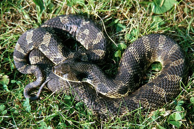 Eastern hognose snake Eastern Hognose Snake Facts and Pictures Reptile Fact