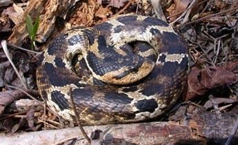 Eastern hognose snake Species Profile Eastern Hognose Snake Heterodon platirhinos