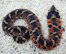 Eastern hognose snake httpsuploadwikimediaorgwikipediacommonsthu