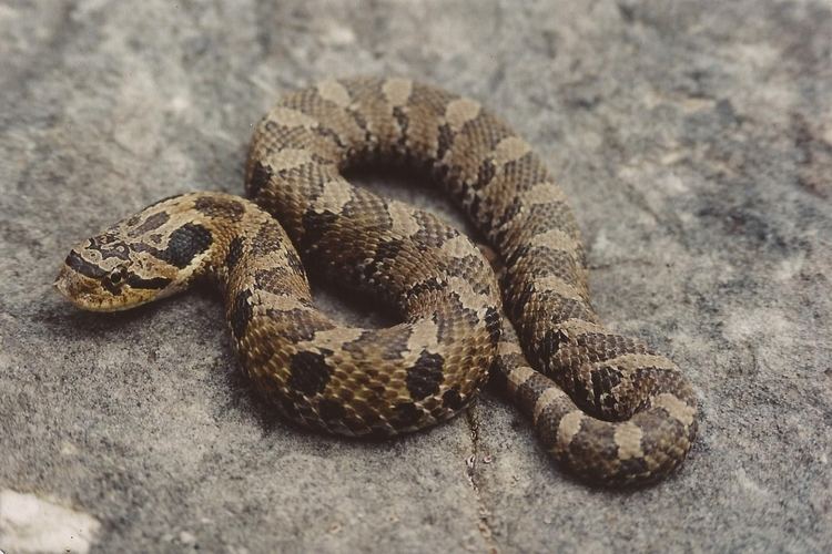 Eastern hognose snake Eastern Hognose Snake Reptile amp Amphibian Discovery Zoo