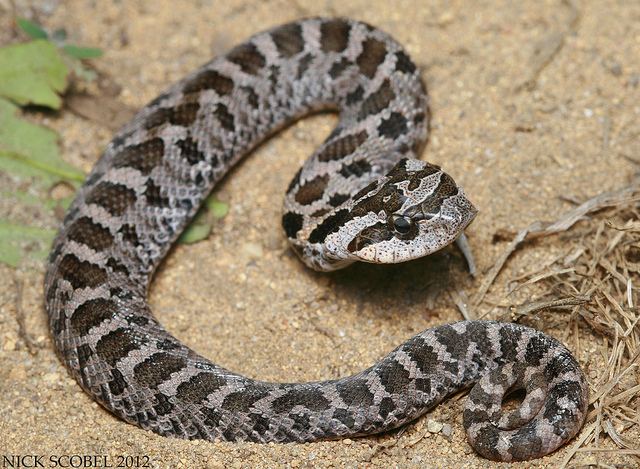 Eastern hognose snake Habitat Use by the Eastern Hognose Snake on a Barrier Beach Experiment