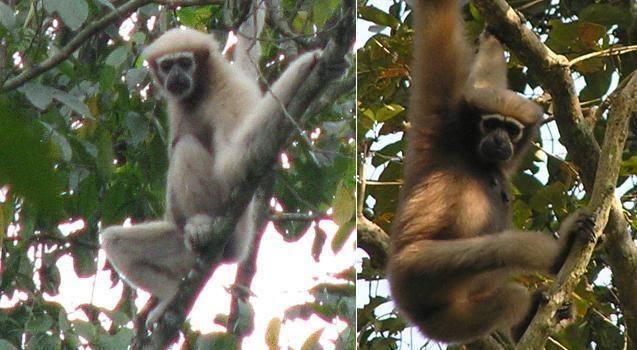 Eastern hoolock gibbon Survey discovers Eastern Hoolock gibbon in Assam Assam Times