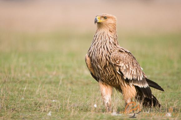 Eastern imperial eagle Will Nicholls European Eastern Imperial Eagle
