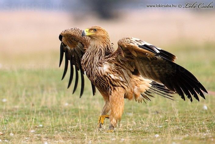 Eastern imperial eagle 5 Interesting Facts About Eastern Imperial Eagles Hayden39s Animal