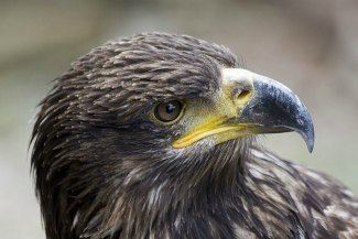 Eastern imperial eagle Eastern Imperial Eagle Aquila heliaca The Eagle Directory