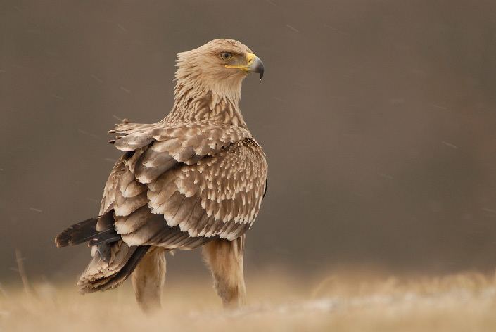 Eastern imperial eagle SAKERTOUR Ground hides gt Eastern Imperial Eagle Hide