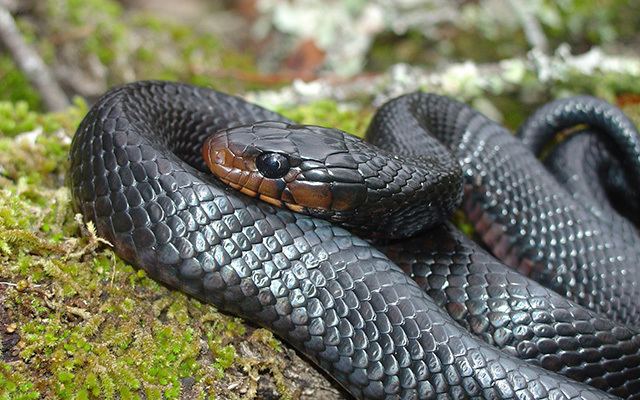 Eastern indigo snake Eastern Indigo Snake The Nature Conservancy