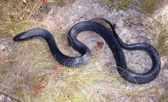 Eastern indigo snake Species Profile Eastern Indigo Snake Drymarchon couperi SREL