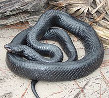 Eastern indigo snake httpsuploadwikimediaorgwikipediacommonsthu