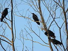 Eastern jungle crow httpsuploadwikimediaorgwikipediacommonsthu