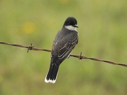 Eastern kingbird httpswwwallaboutbirdsorgguidePHOTOLARGEea