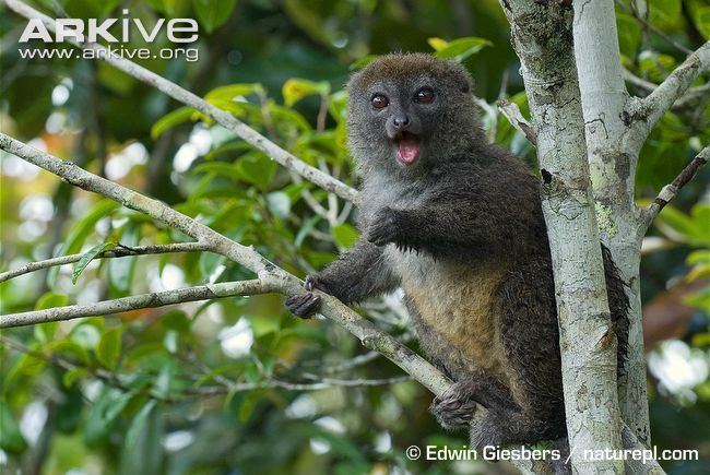 Eastern lesser bamboo lemur Eastern lesser bamboo lemur photo Hapalemur griseus G67228 ARKive