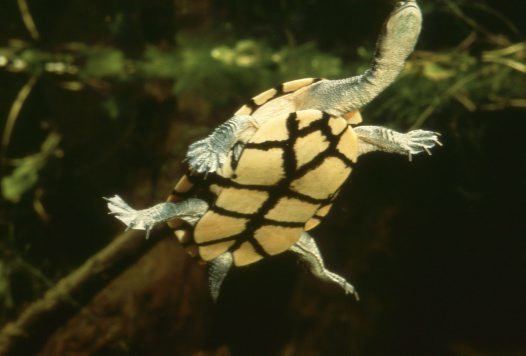 Eastern long-necked turtle Eastern Snakenecked Turtle Australian Museum