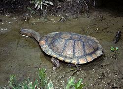 Eastern long-necked turtle Eastern longnecked turtle Wikipedia