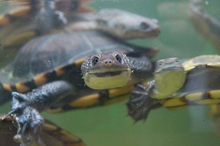 Eastern long-necked turtle Reptiles Inc amp Canberra Reptile Zoo