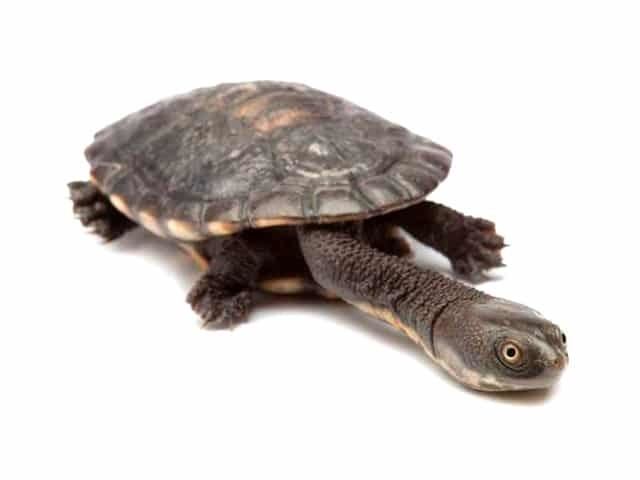 Eastern long necked turtle - Alchetron, the free social encyclopedia